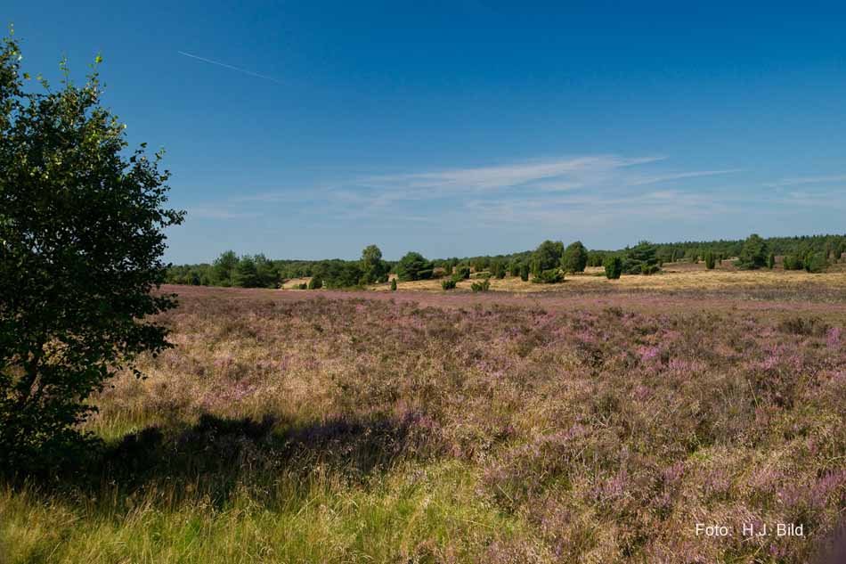 Lüneburger Heide rund um Wilsede