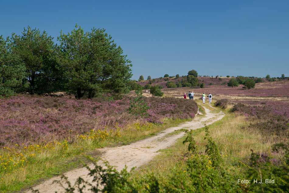 Lüneburger Heide rund um Wilsede