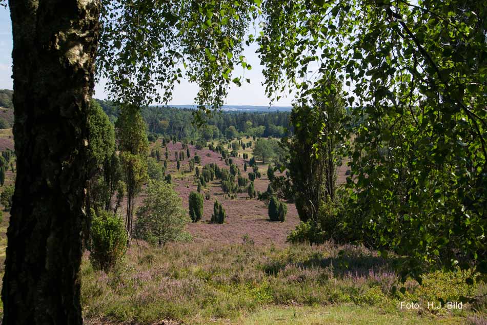 Lüneburger Heide rund um Wilsede