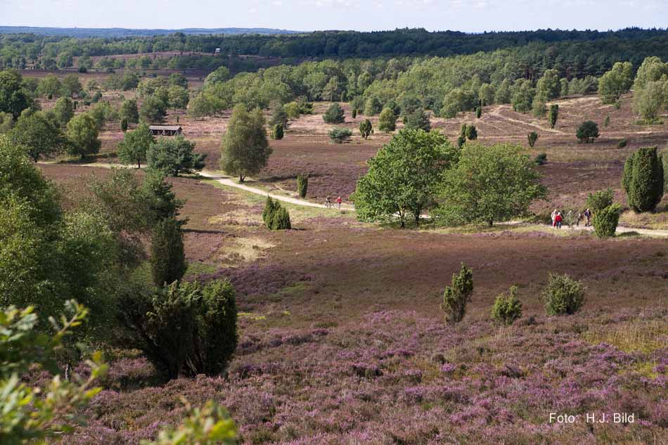 Lüneburger Heide rund um Wilsede