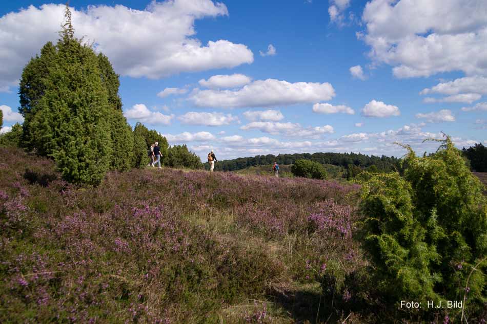 Lüneburger Heide rund um Wilsede
