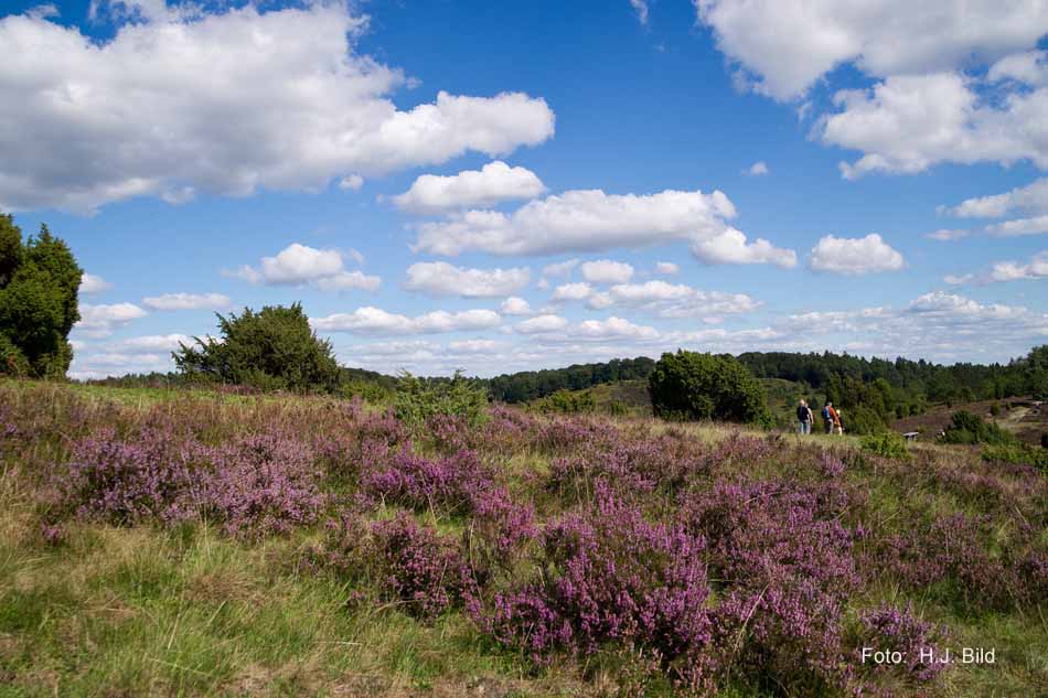 Lüneburger Heide rund um Wilsede
