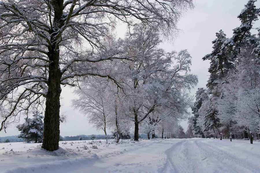 Fotografien von der Lüneburger Heide im Winter