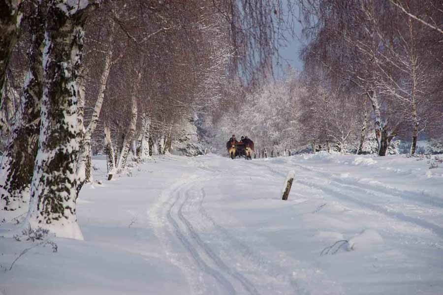 Fotografien von der Lüneburger Heide im Winter