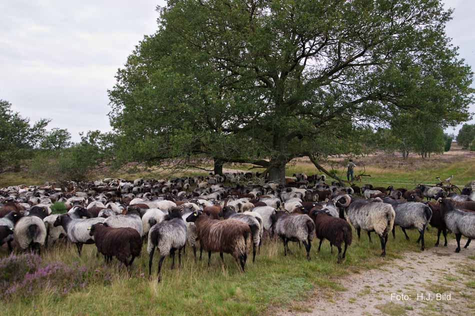 Lüneburger Heide rund um Wilsede