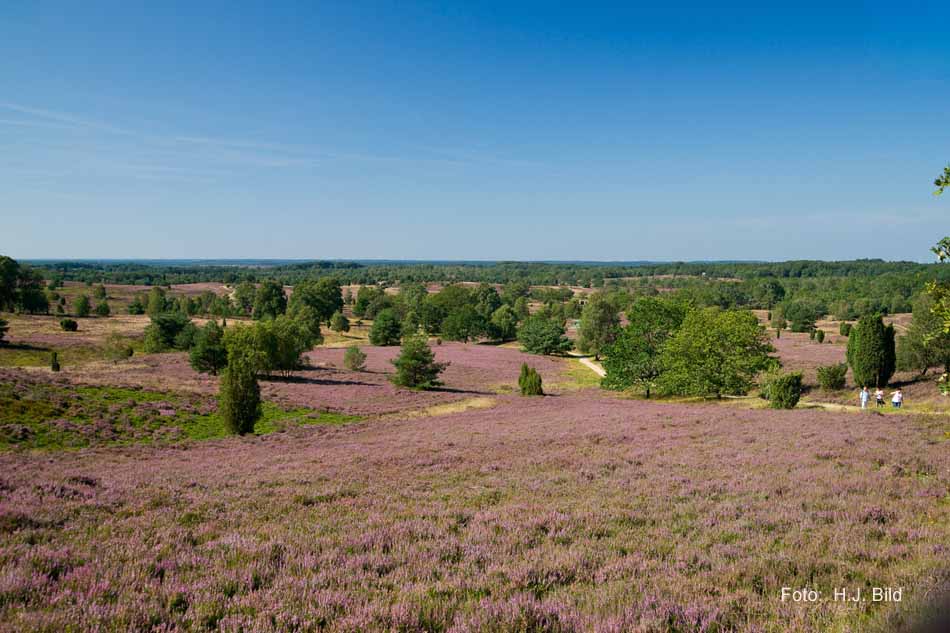 Lüneburger Heide rund um Wilsede