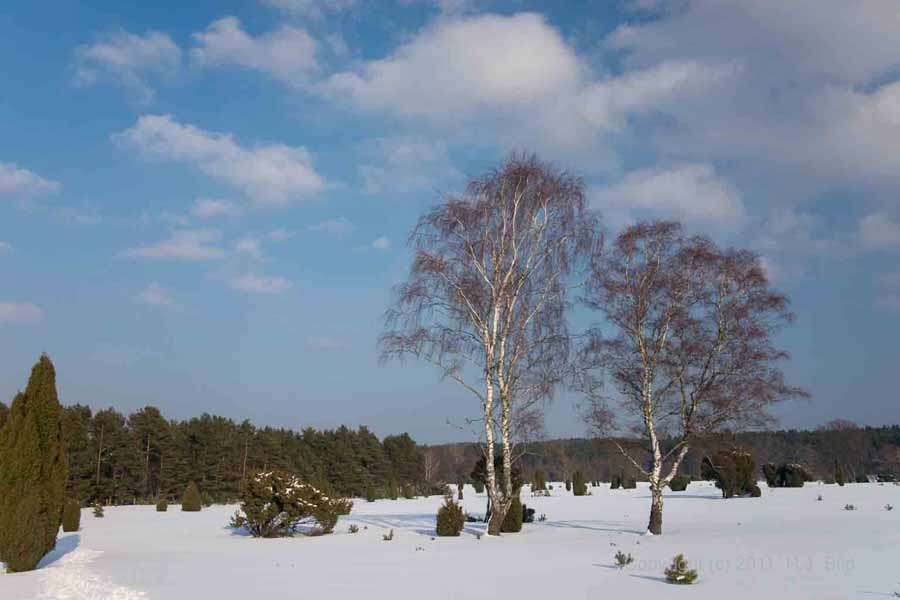 Fotos von der Lüneburger Heide im Winter
