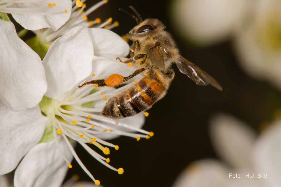 Bienen in Aktion