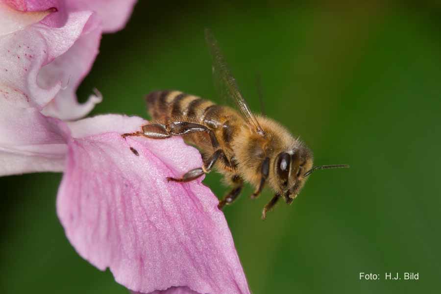 Bienen in Aktion