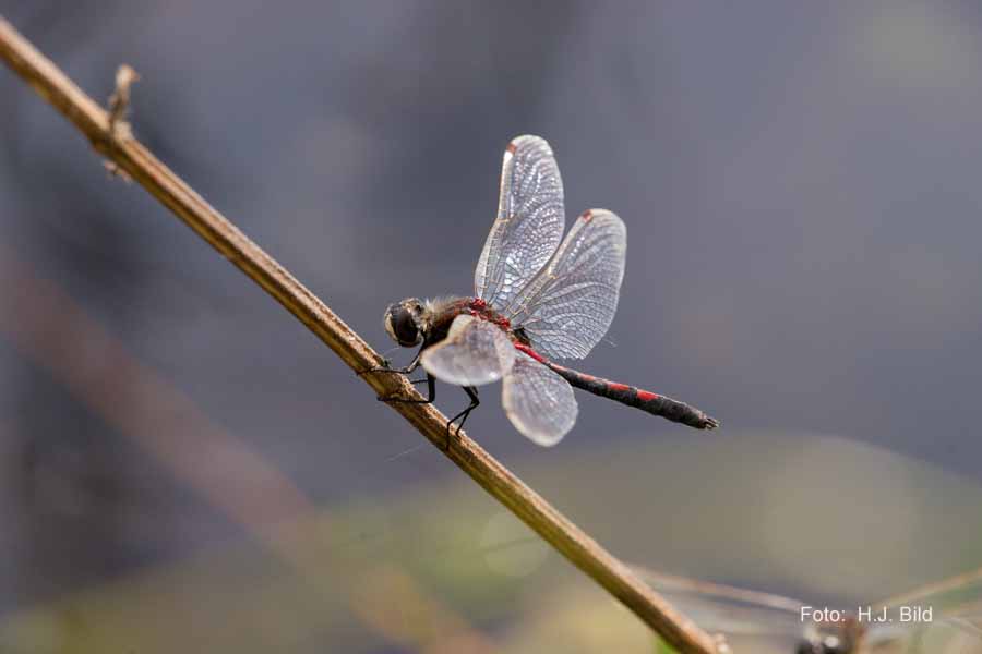 Libellen Makro-Fotografie