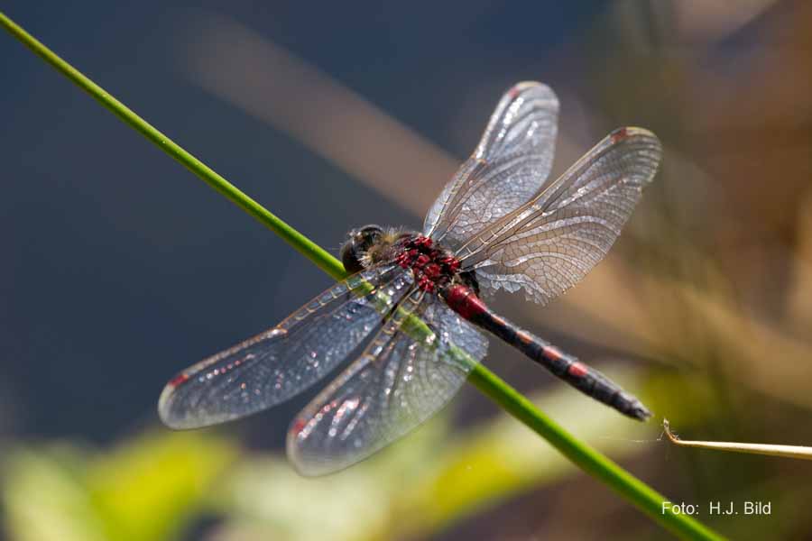 Libellen Makro-Fotografie