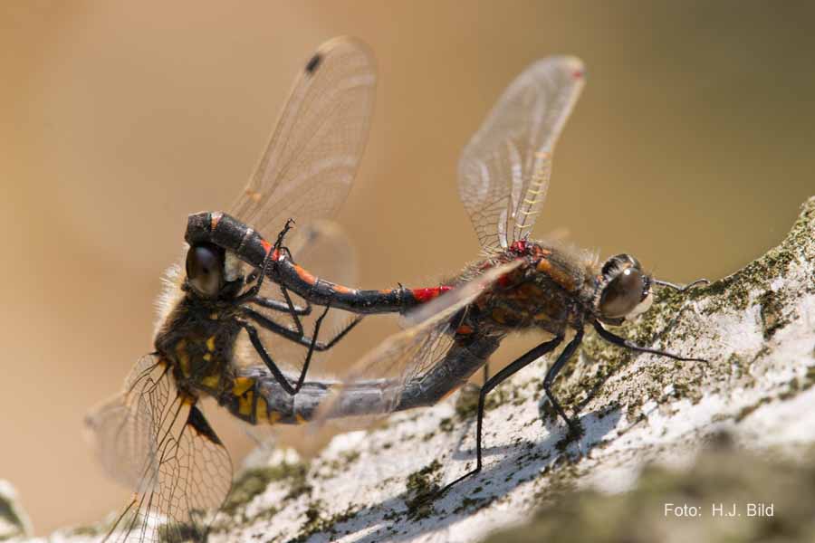 Libellen Makro-Fotografie