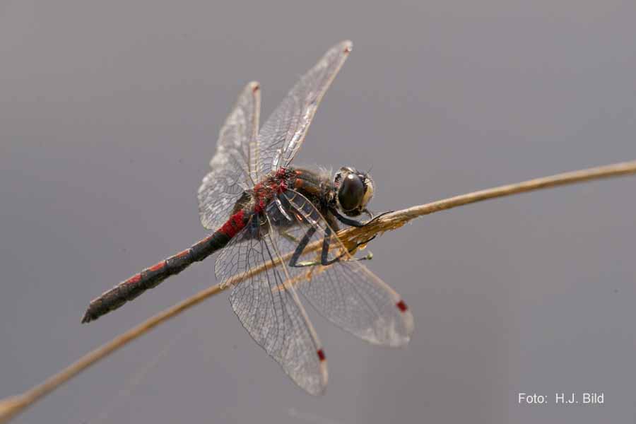 Libellen Makro-Fotografie
