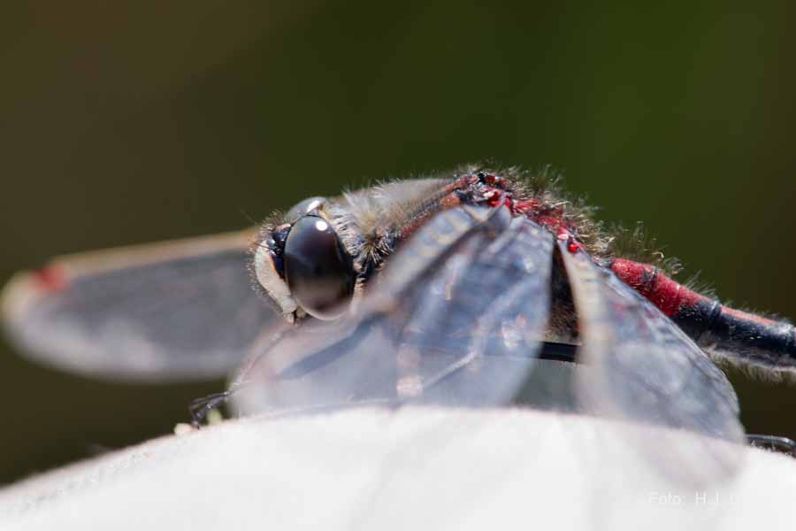 Libellen Makro-Fotografie