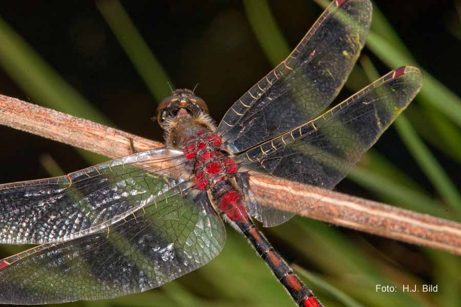 Libellen Makro-Fotografie