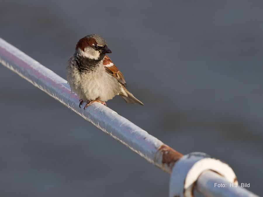 Fotografien von Voegeln