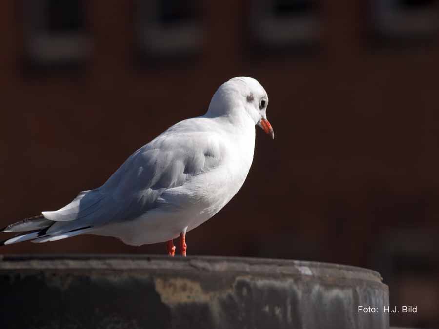 Fotografien von Vögeln