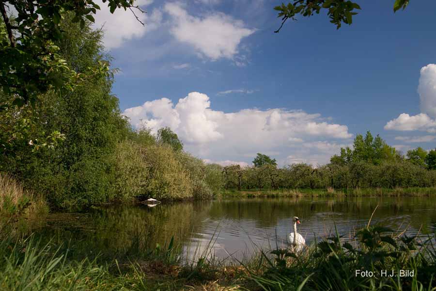 Fotografien von Vögeln