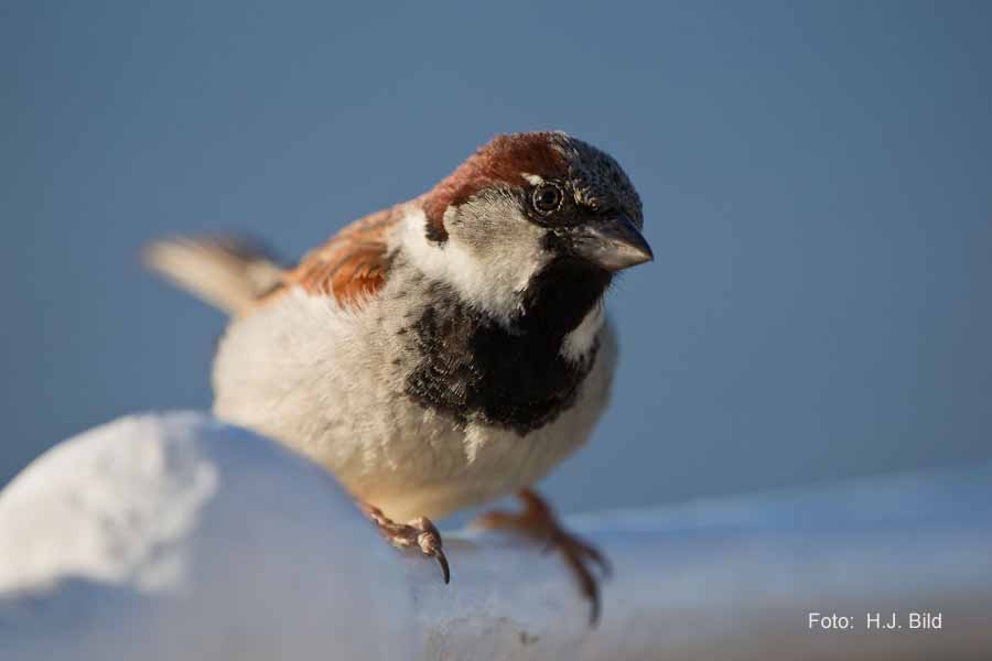Fotografien von Vögeln
