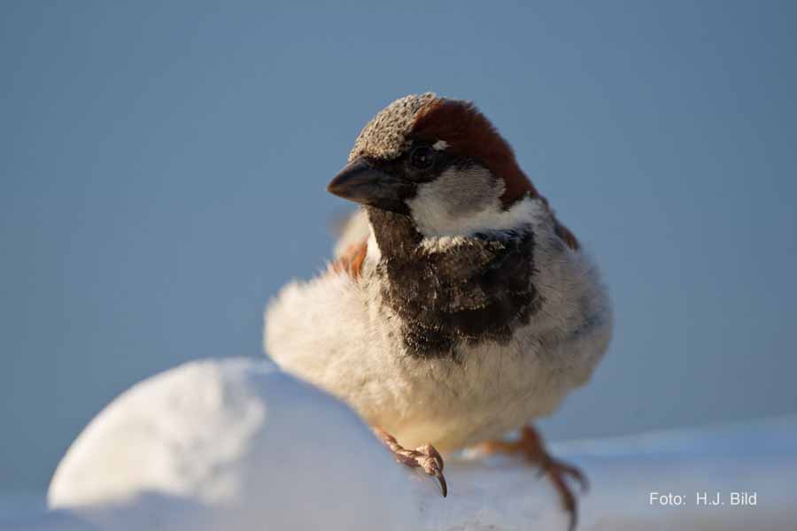 Fotografien von Vögeln