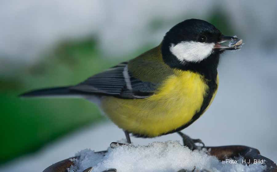 Fotografien von Vögeln