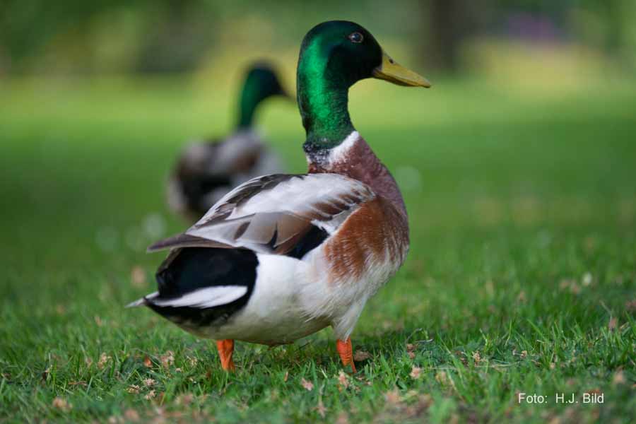 Fotografien von Vögeln