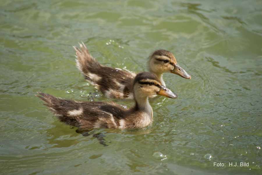 Fotografien von Vögeln