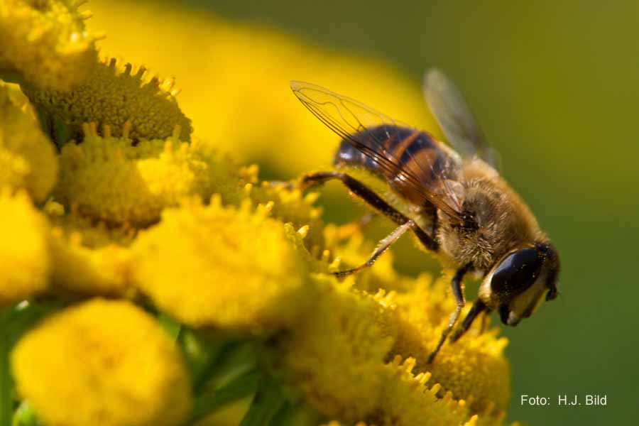 Welt der Bienen
