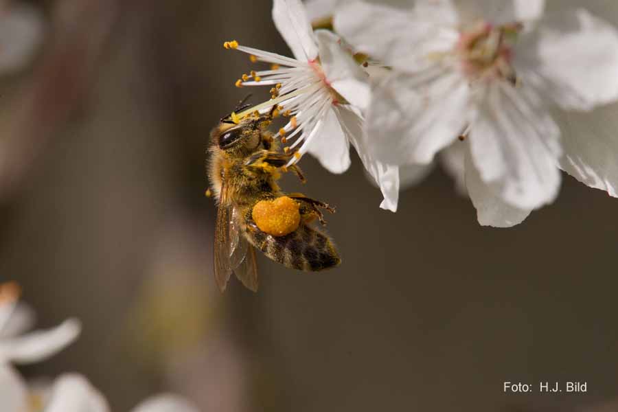Welt der Bienen