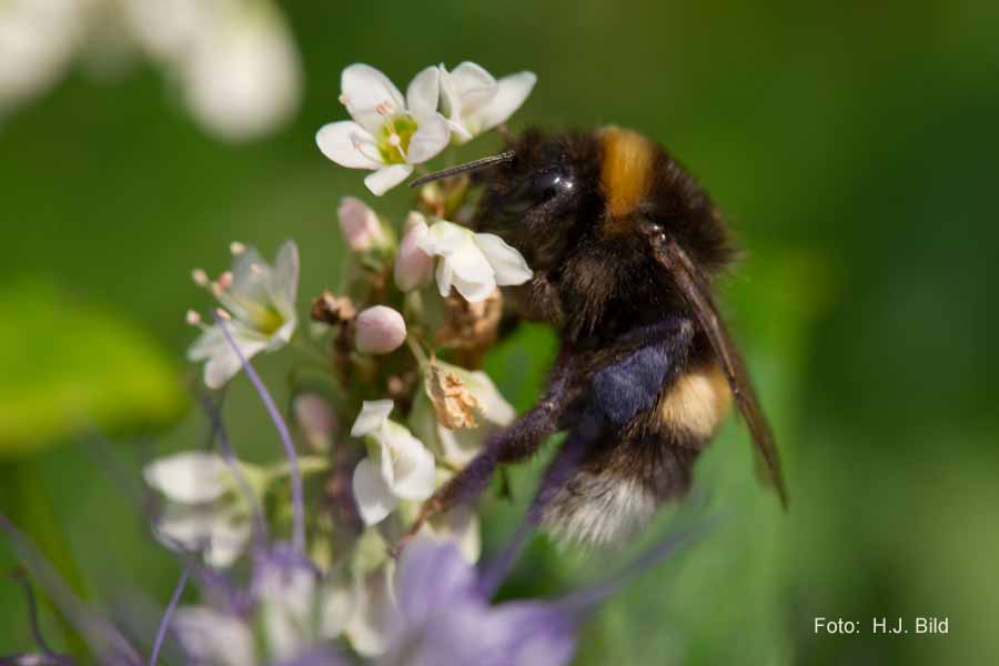 Blueten und Bienen