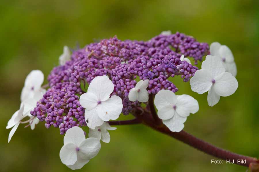 Blumen: Wunder der Natur