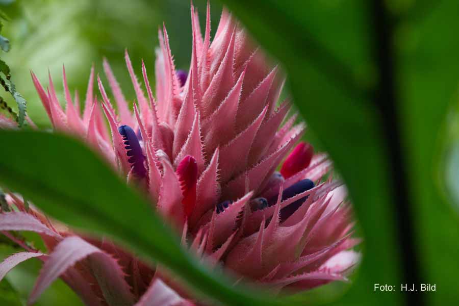 Blumen: Wunder der Natur