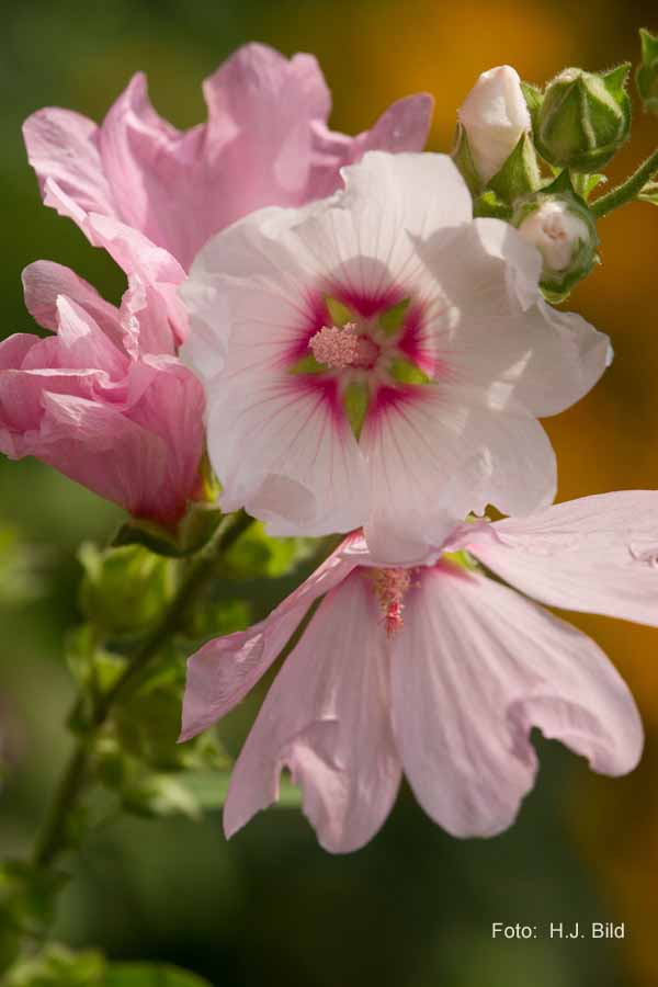 Blumen: Wunder der Natur