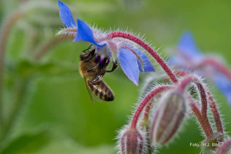Schoenheiten der Natur