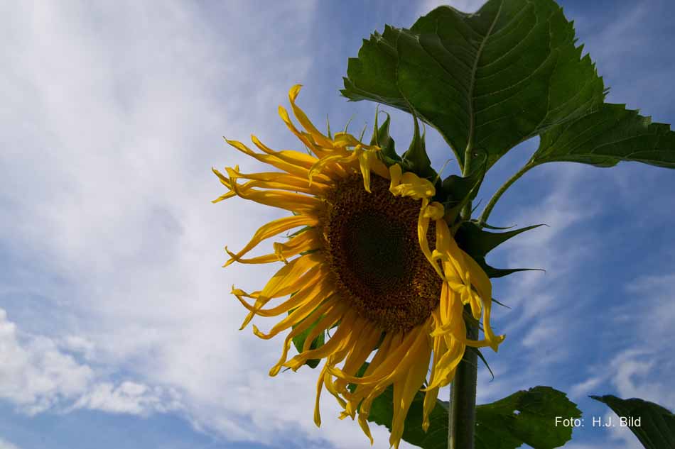Schoenheiten der Natur