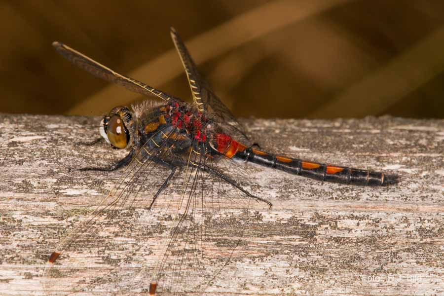 Libellen Makro-Fotografie