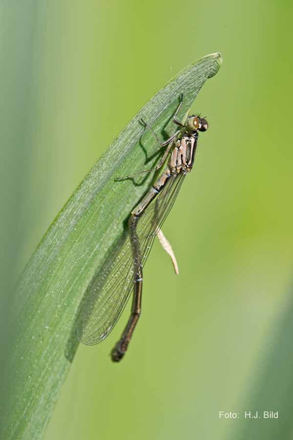 Libellen Makro-Fotografie