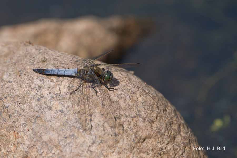 Libellen Makro-Fotografie