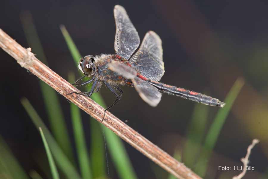 Libellen Makro-Fotografie