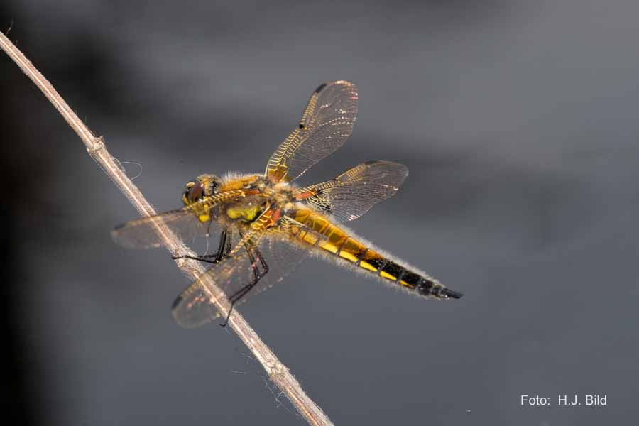 Libellen Makro-Fotografie