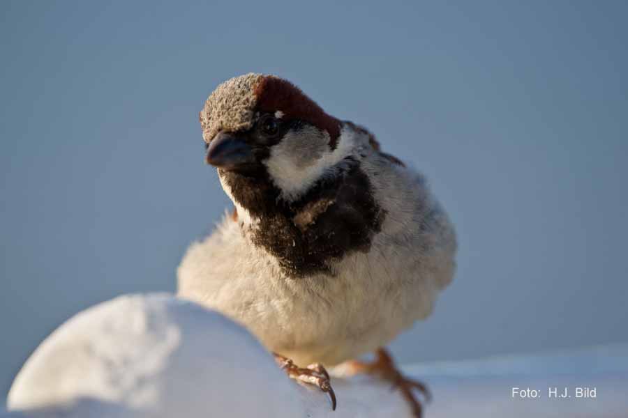 Fotografien von Vögeln