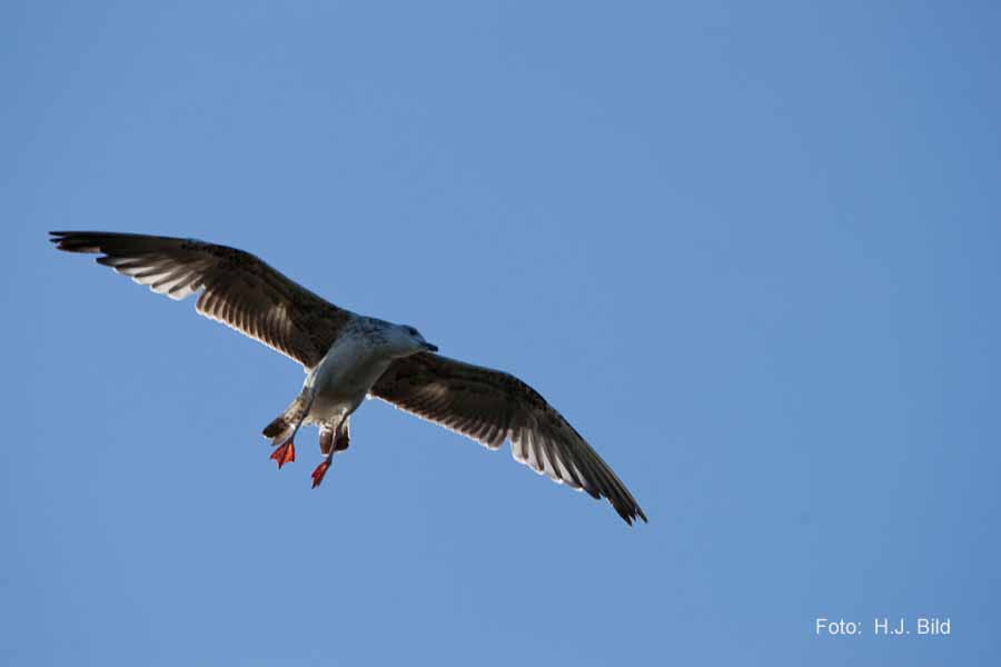 Fotografien von Vögeln
