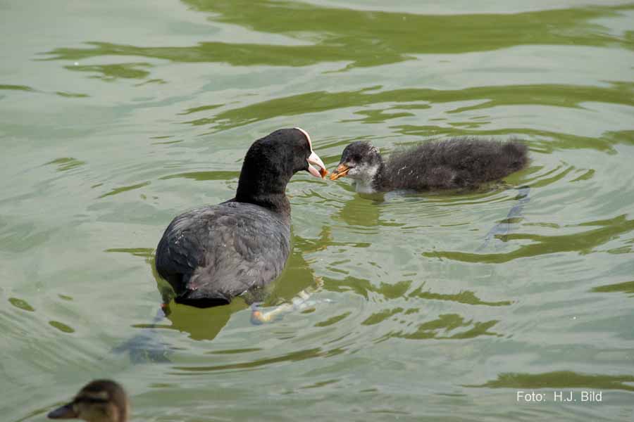 Fotografien von Vögeln