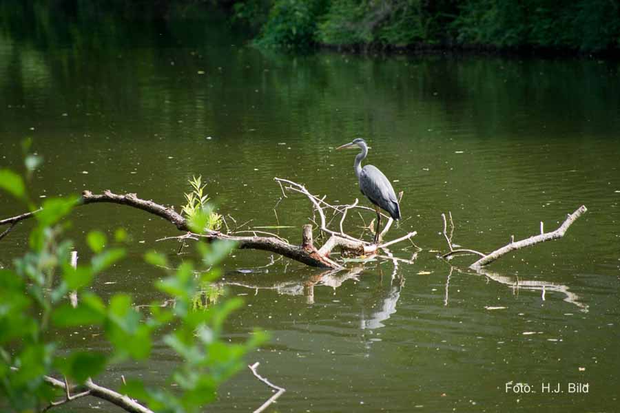 Fotografien von Vögeln