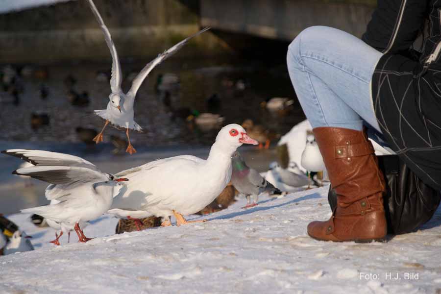 Fotografien von Vögeln